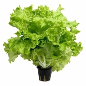 Салат Афицион в горшочке 1шт Свежий Стандарт