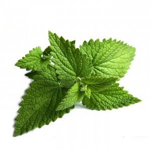 Мята свежая вес